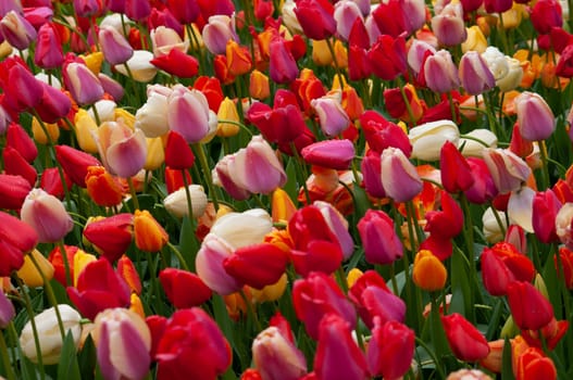 Keukenhof park of flowers and tulips in the Netherlands. Beautiful outdoor scenery at Holland
