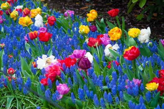 Keukenhof park of flowers and tulips in the Netherlands. Beautiful outdoor scenery at Holland