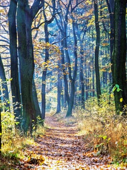 Autumn forest with path