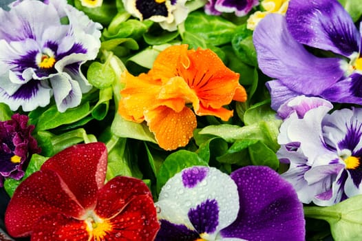 Plate with detox seasonal colorful edible flower salad. Copy space.