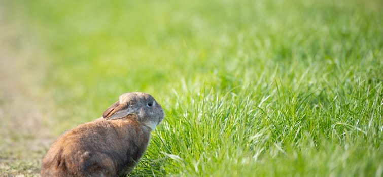 Domestic rabbit or bunny on a green spring meadow in nature, cute animal wildlife, pet on a farm