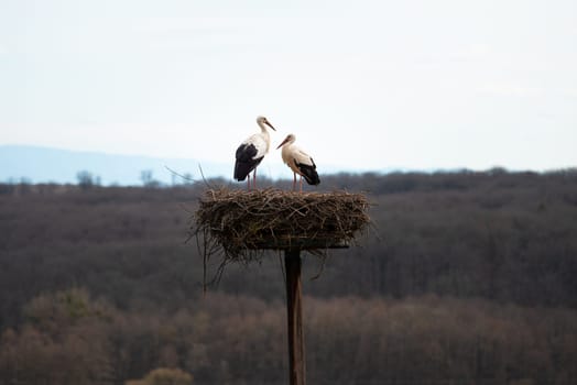 Couple white storks on the nest, stork breeding in spring, ciconia, Alsace France, Oberbronn