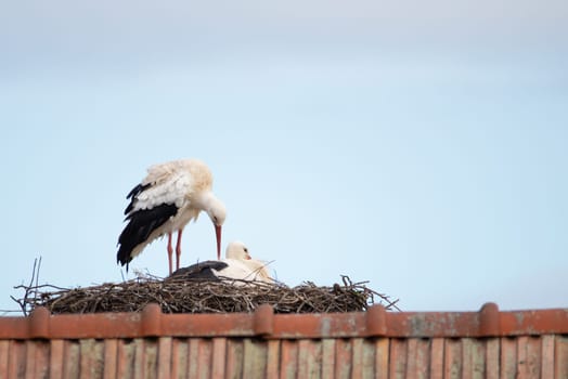 Couple white storks on the nest, stork breeding in spring, ciconia, Alsace France, Oberbronn