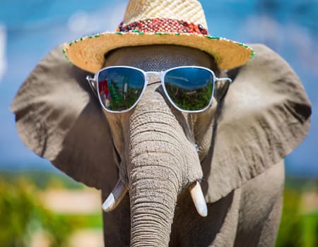 A close up of an elephant wearing sunglasses