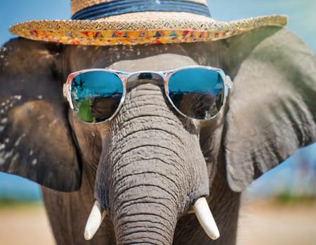 A close up of an elephant wearing sunglasses