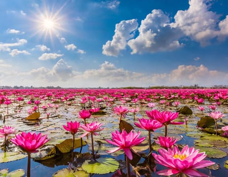 A field of pink lotus flowers under the sun, with petals glowing in shades of magenta.