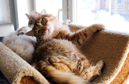 Cats, a lovely fluffy a pets