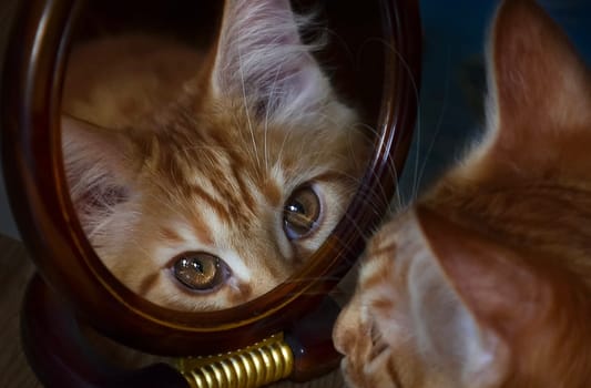 Cats, a lovely fluffy a pets