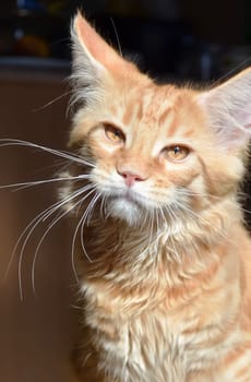Cats, a lovely fluffy a pets