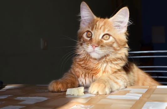 Cats, a lovely fluffy a pets
