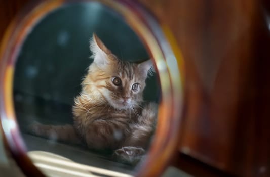 Cats, a lovely fluffy a pets