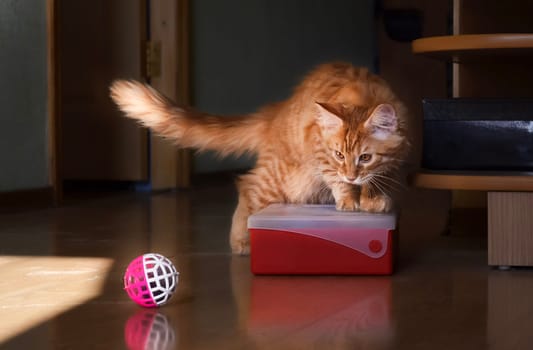 Cats, a lovely fluffy a pets