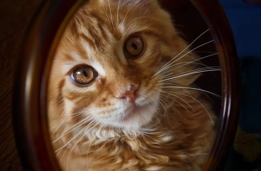Cats, a lovely fluffy a pets