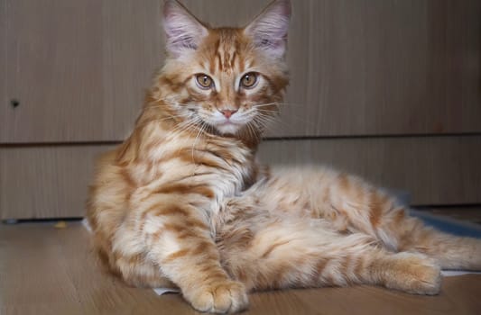 Cats, a lovely fluffy a pets