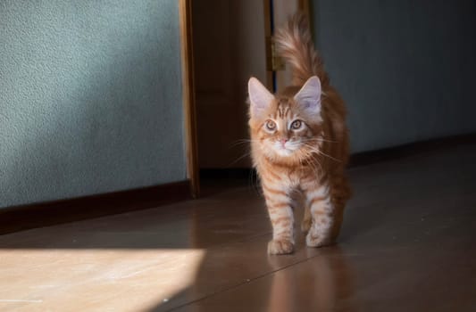 Cats, a lovely fluffy a pets