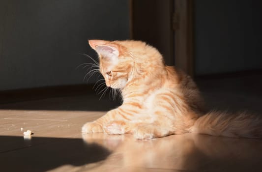 Cats, a lovely fluffy a pets