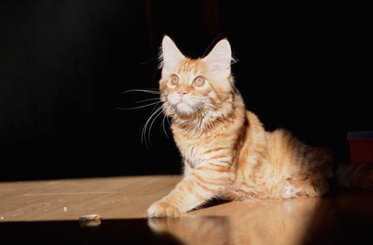 Cats, a lovely fluffy a pets
