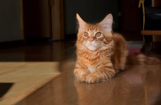 Cats, a lovely fluffy a pets