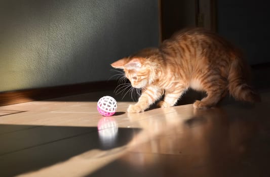 Cats, a lovely fluffy a pets
