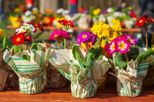 Colorful blooming primroses in flower pots wrapped in paper at a flower market, Closeup, Germany