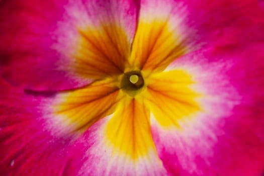 Flowering primrose with pistil, Closeup, Germany
