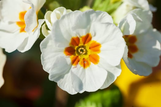 White flowering primroses, Closeup, Germany