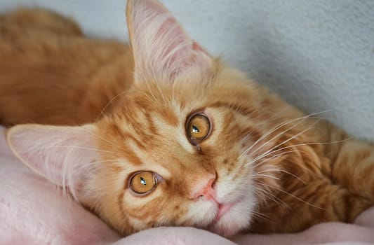 Cats, a lovely fluffy a pets