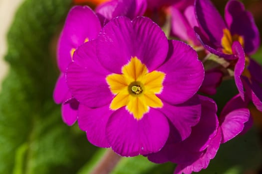 Pink flowering primroses, Closeup, Germany