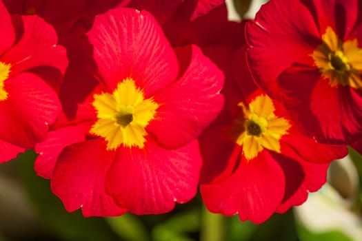 Red flowering primroses, Closeup, Germany