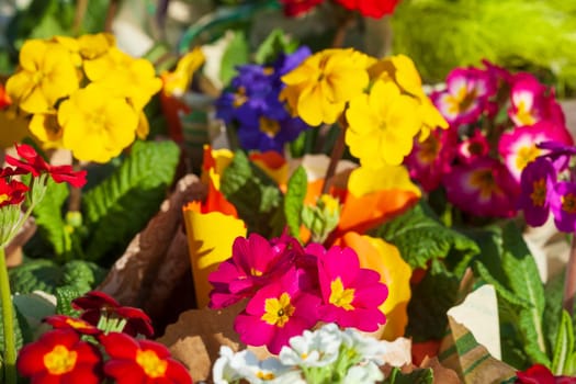 Colorful blooming primroses, Closeup, Germany