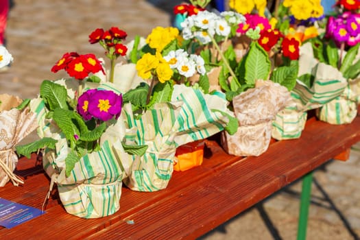 Colorful blooming primroses in flower pots wrapped in paper at a flower market, Closeup, Germany