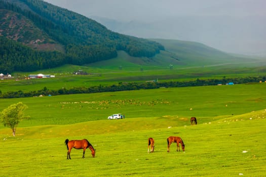 Horses peacefully grazing in a grassy field surrounded by stunning mountains under a clear blue sky, creating a picturesque natural landscape
