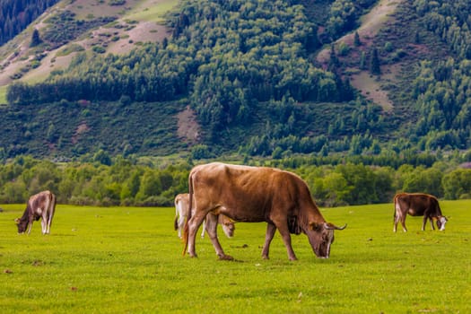 A herd of cows peacefully grazing in a green grassland with mountains in the background under a cloudy sky, creating a beautiful natural landscape