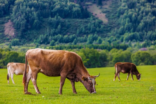 A herd of cows peacefully grazing in a green grassland with mountains in the background under a cloudy sky, creating a beautiful natural landscape