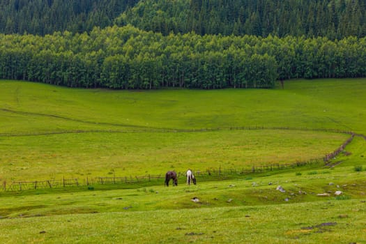 Two horses grazing in a grassy meadow with fence and forest in the background.