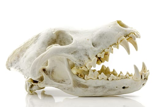 Trophy skull of an adult wolf on a white background. Selective focus with shallow depth of field.
