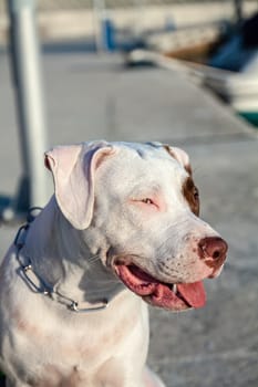 Cute pit bull, white with brown spots with an expressive look. Selective focus with shallow depth of field.