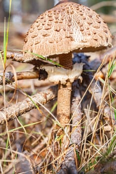 Forest edible mushroom in a pine forest. Selective focus with shallow depth of field.
