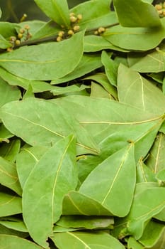 (Multiple values)Semi-dried bay leaves for seasoning used in cooking. Selective focus with shallow depth of field.