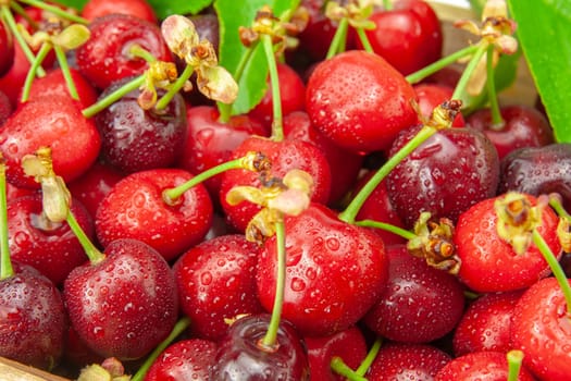 Ripe red cherries close up. Selective focus with shallow depth of field.