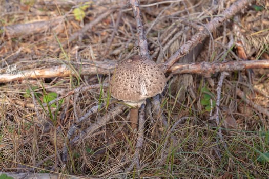 A small forest mushroom grew at the foot of a coniferous tree. Selective focus with shallow depth of field.