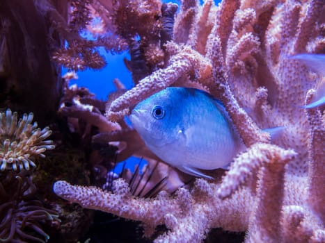 Close view of a small perch between reddish corals.