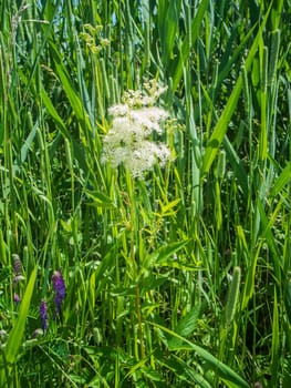 Low angle close-up view of the white-flowering meadowsweet (lat: Filipendula ulmaria) among other various meadow plants in summer sunlight in the Bavarian Allgäu.