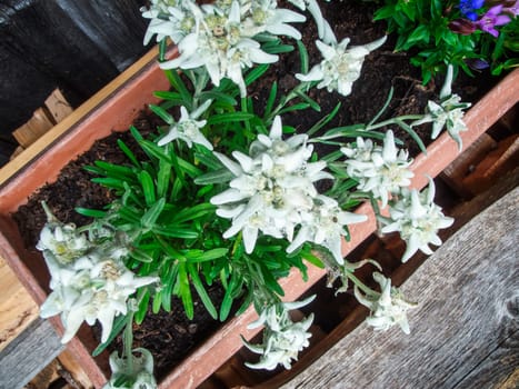 Alpine edelweiss (lat: Leontopodium nivale subsp. alpinum) in top view of a balcony box on a wooden hut in South Tyrol Bavaria