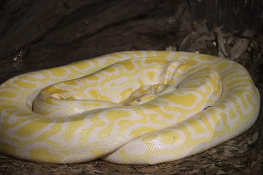 beautiful dangerous snake silent stealth reptile venom