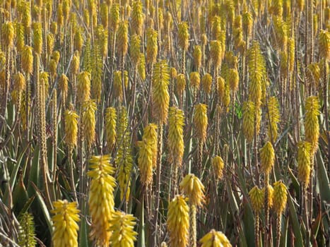 aloe vera flower field natural beautiful healthy skin care