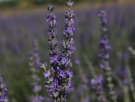 beautiful field lavender flowers aroma natural color insect oils