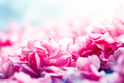 Close-up of pink flower petals on the ground