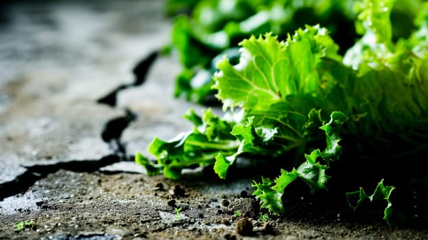 Close-up of a bunch of lettuce on the ground