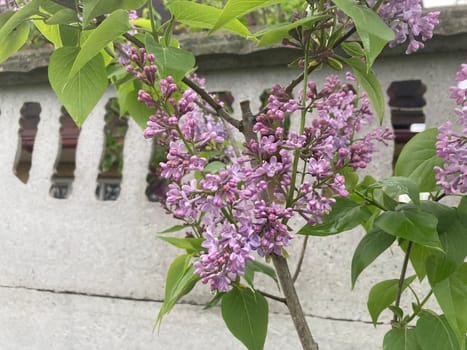Spring flowers bloomed in a the garden
